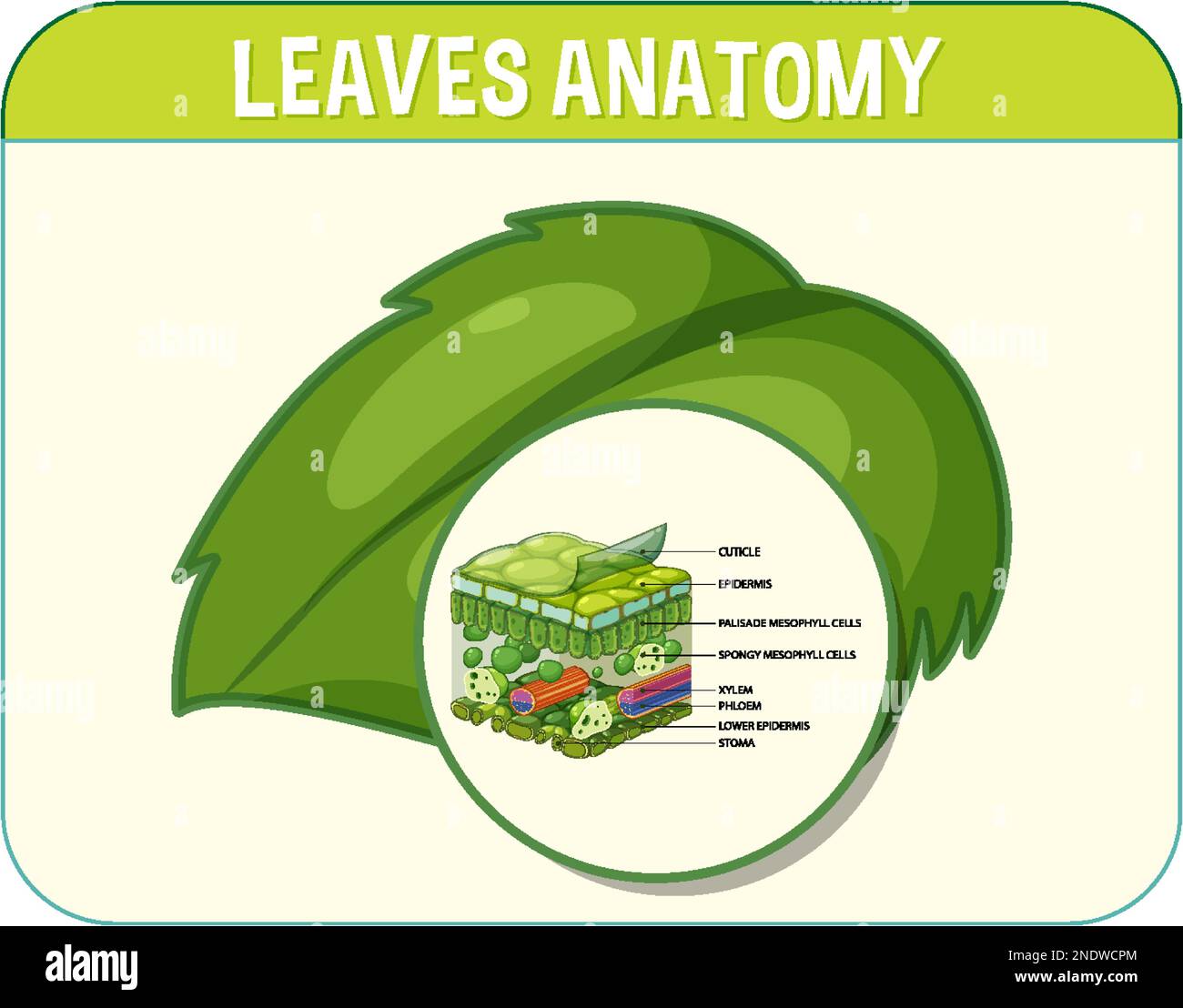 Darstellung des inneren Aufbaus des Blattdiagramms Stock Vektor