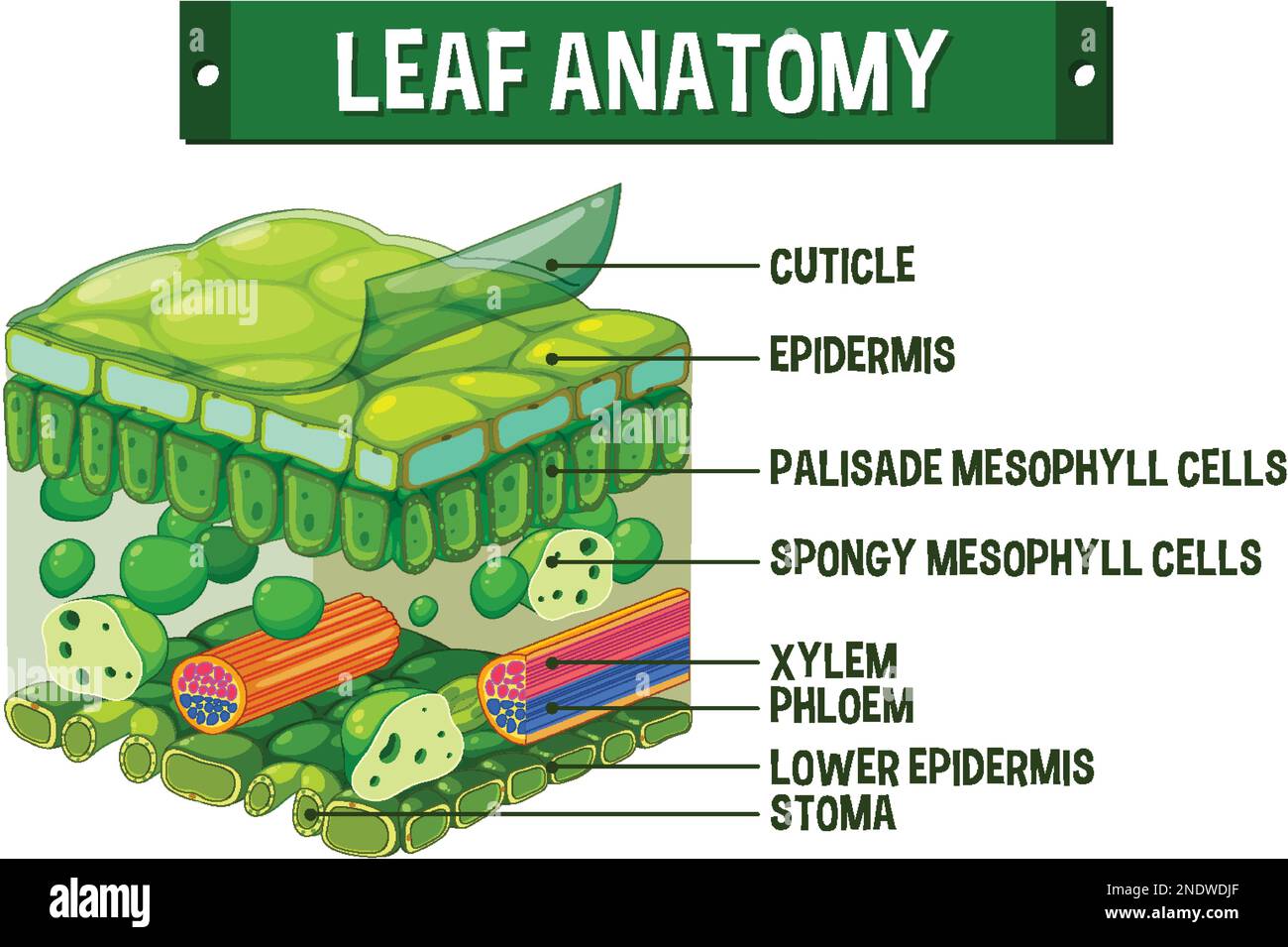 Darstellung des inneren Aufbaus des Blattdiagramms Stock Vektor
