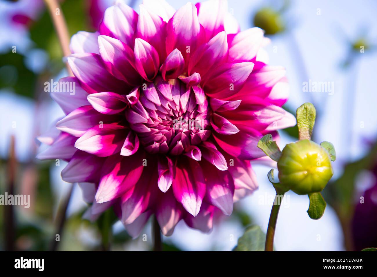 Wunderschöne blühende bunte Dahlia-Blume im Gartenbaum Stockfoto