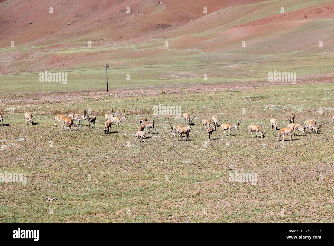 Eine Luftaufnahme der tibetischen Antilopen, die auf dem Feld weiden Stockfoto