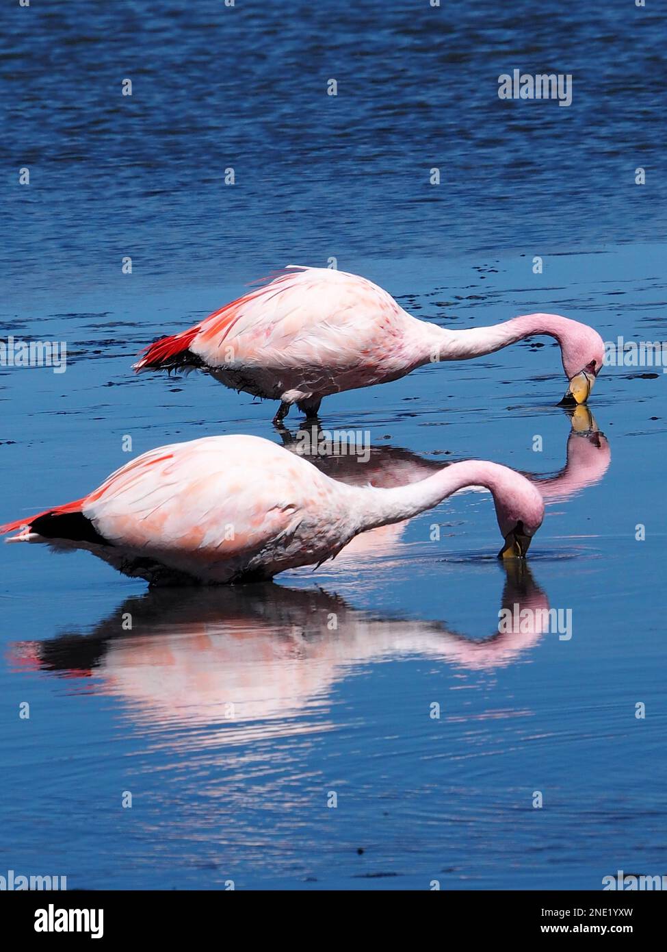 James's Flamingo (Phoenicoparrus jamesi) in Laguna Colorada auf der Südwest-Strecke, Bolivien Stockfoto