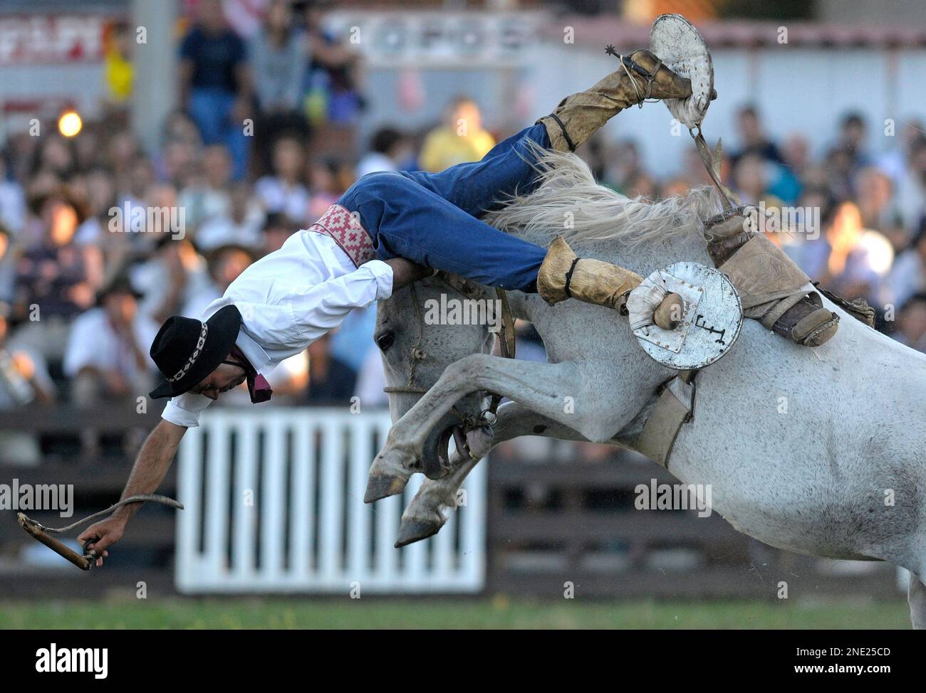 An Uruguayan gaucho, or cowboy, falls from a horse during a rodeo in ...