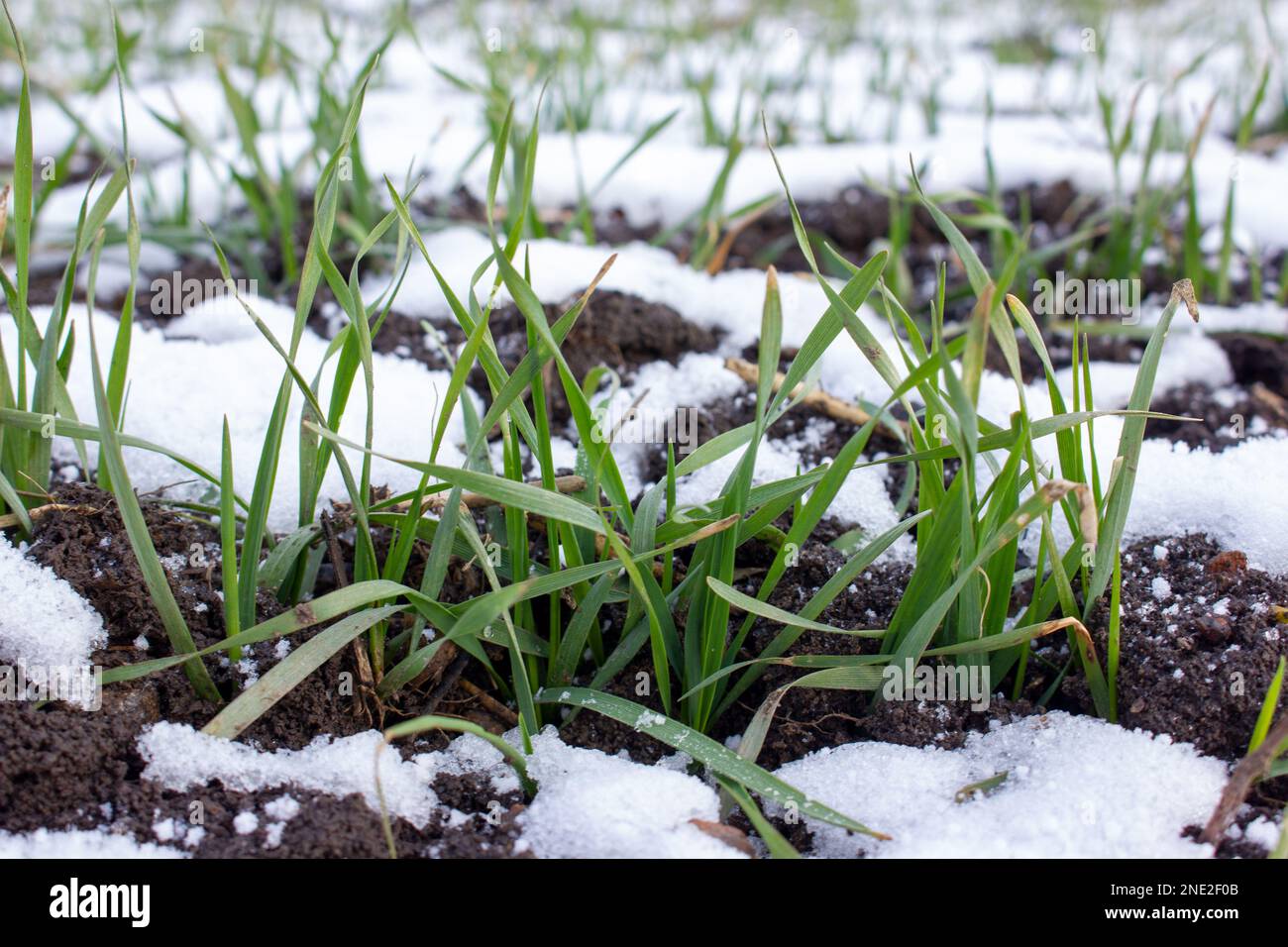 Weizensprossen mit Winterweizenblättern aus dem Schnee. Stockfoto