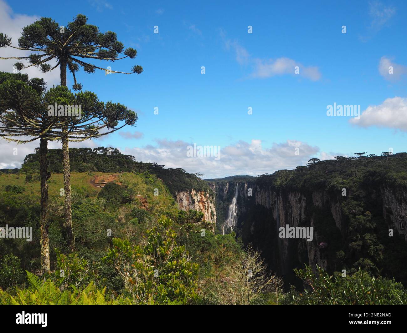 Araucaria-Kiefern vor dem Itaimbezinho Canyon, Aparados da Serra Nationalpark Stockfoto