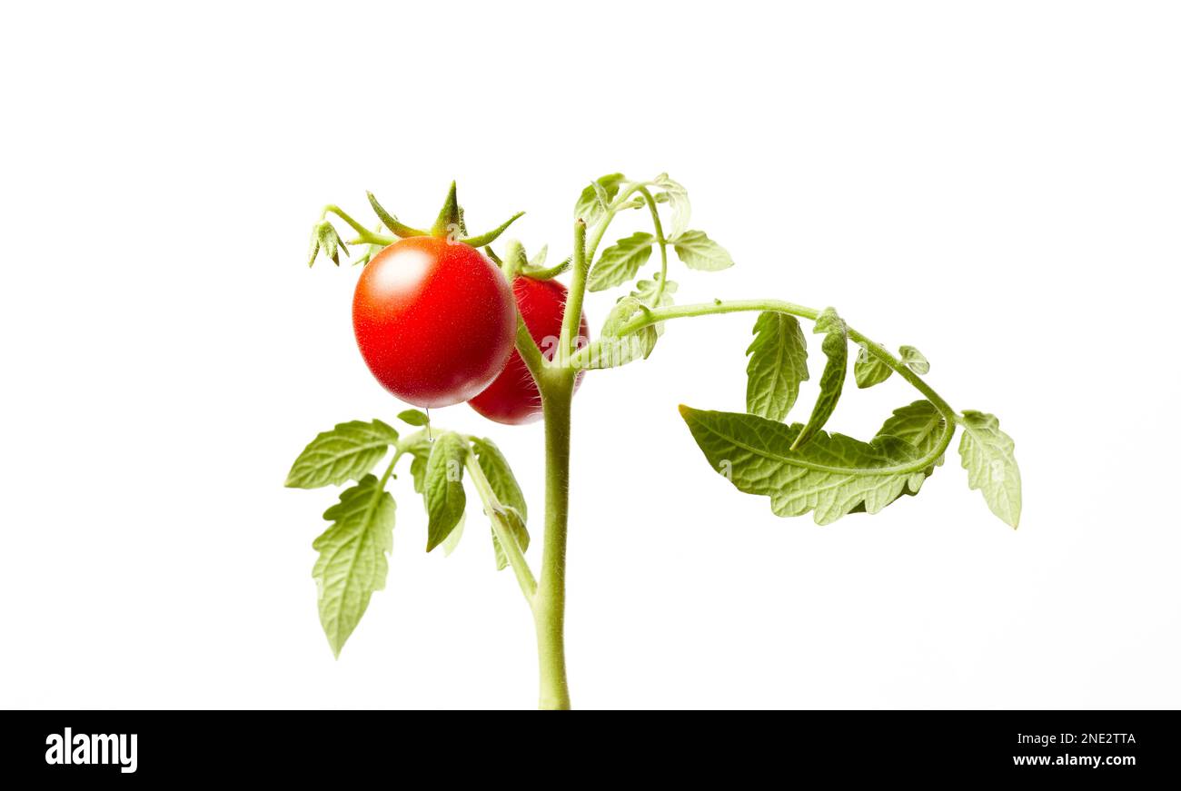 Tomatenpflanze isoliert auf weißem Hintergrund. Grüner Setzling frischer reifer roter Tomaten, Nahaufnahme Stockfoto