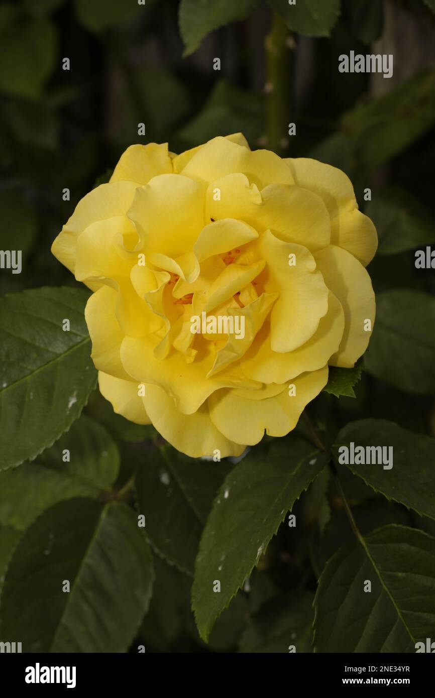 Eine wunderschöne gelbe Rose in voller Blüte - Eine wunderschöne gelbe Rose in voller Blüte Stockfoto