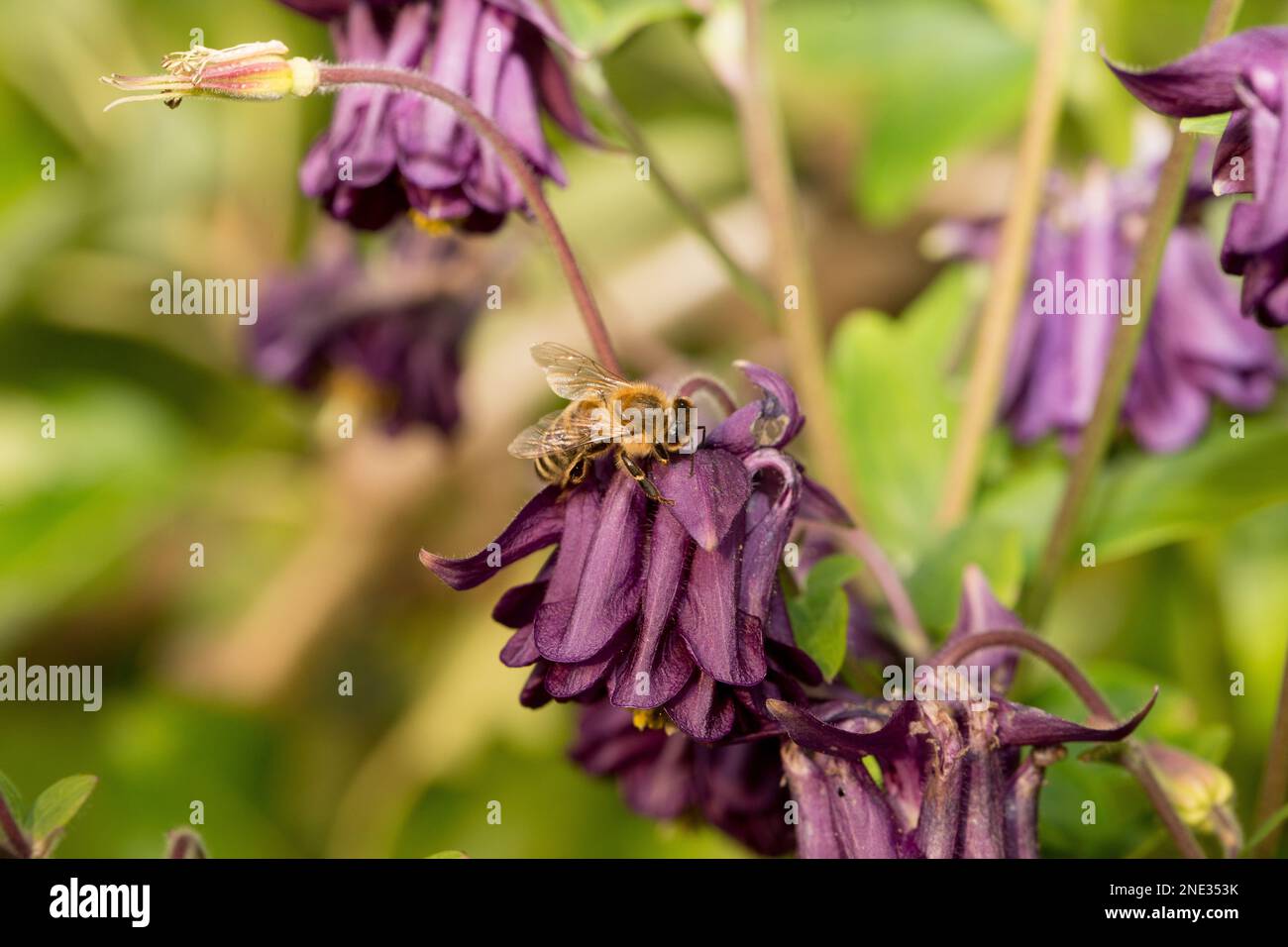 Kelchblumen in einem Bauerngarten - Kelchblumen in einem Hüttengarten Stockfoto