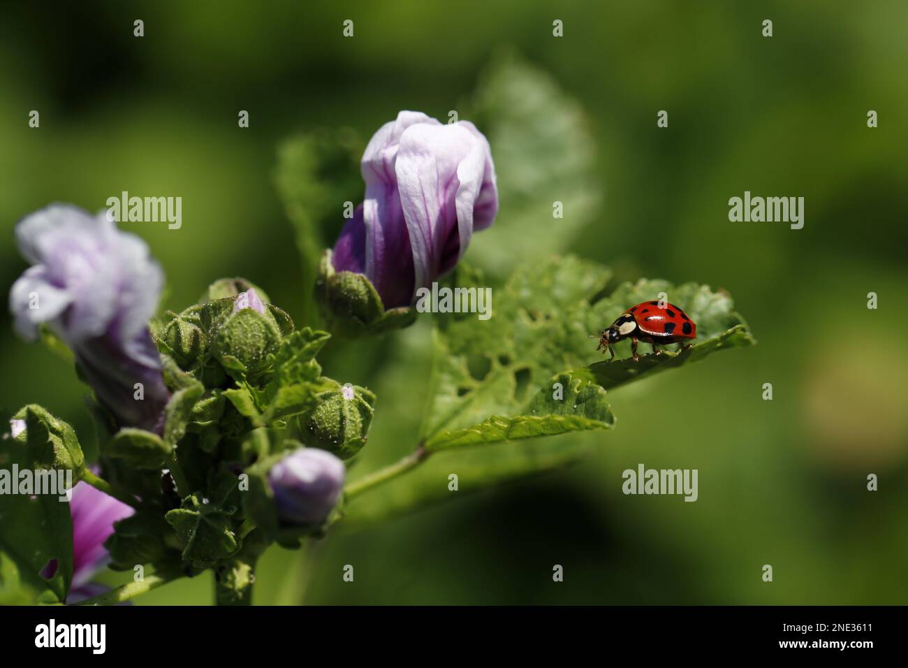 Blumen und ein Marienkäfer - Blumen und Marienkäfer Stockfoto