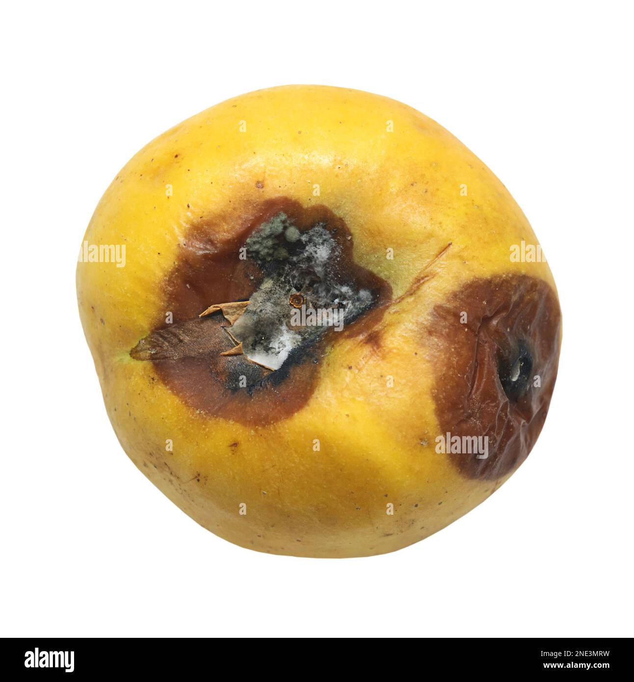 Fauler Apfel mit isoliertem Schimmel auf weißem Hintergrund, Beschneidungspfad Stockfoto