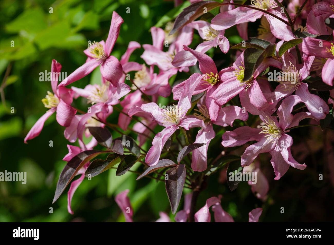 Clematis Warwickshire Rose, Laubkletterer mit dunklen Dreilappen-Blättern, Blüten blass bis mittelrosa Stockfoto