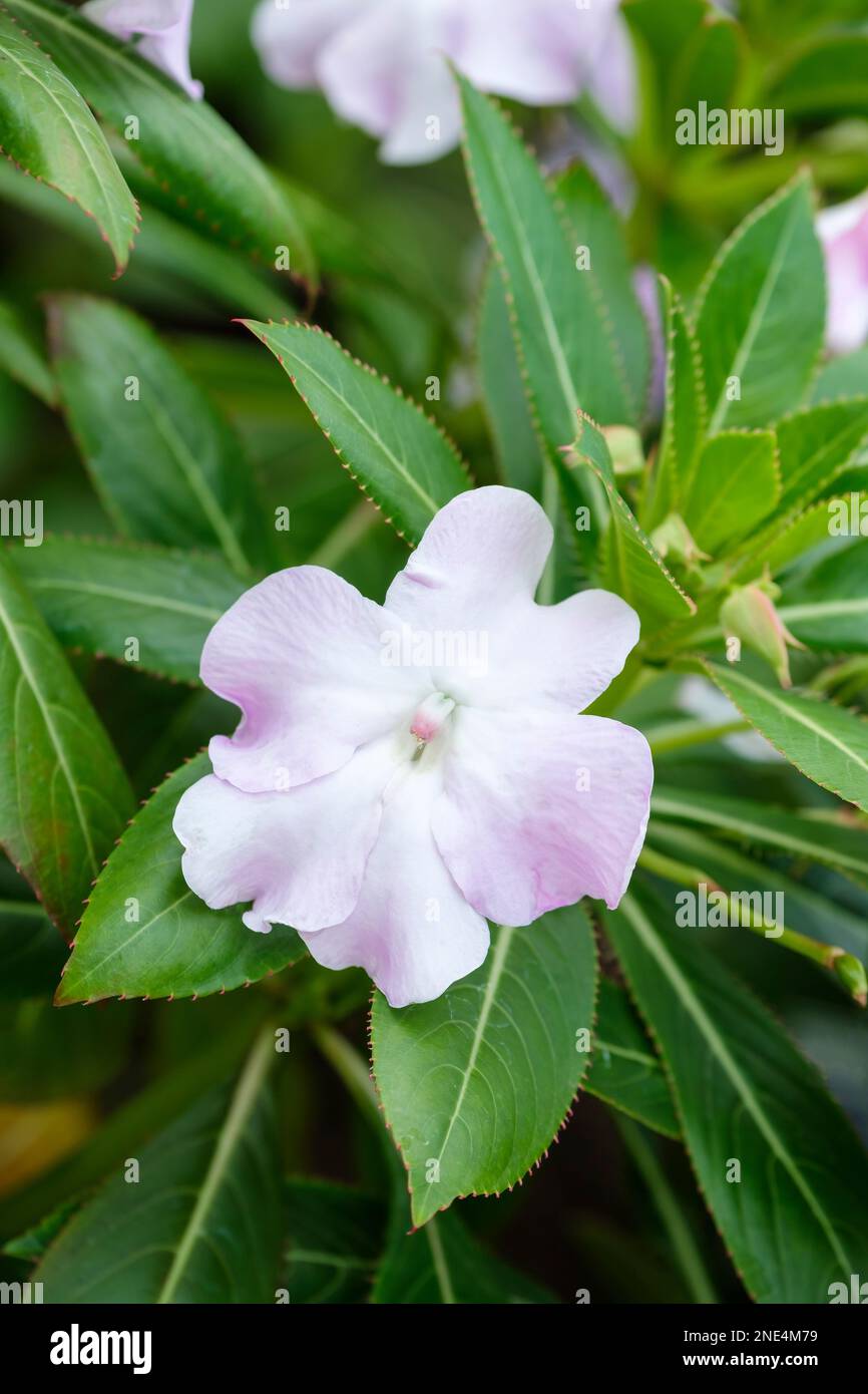 Impatiens sodenii, immergrüne, ganzjährige, gezahnte, dunkelgrüne Blätter, blassrosa/weiße Blumen Stockfoto