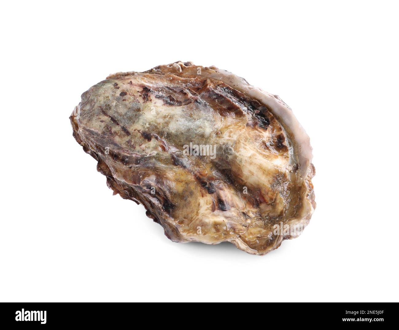 Frische, rohe, geschlossene Auster, auf weiß isoliert Stockfoto