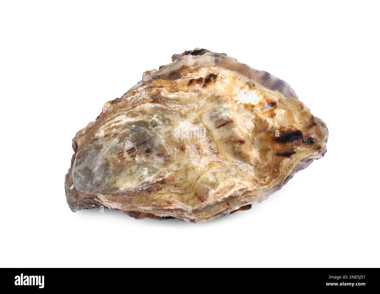 Frische, rohe, geschlossene Auster, auf weiß isoliert Stockfoto