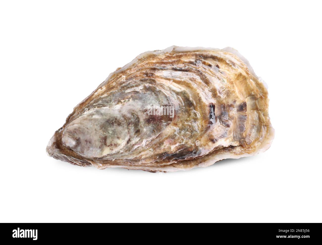 Frische, rohe, geschlossene Auster, auf weiß isoliert Stockfoto