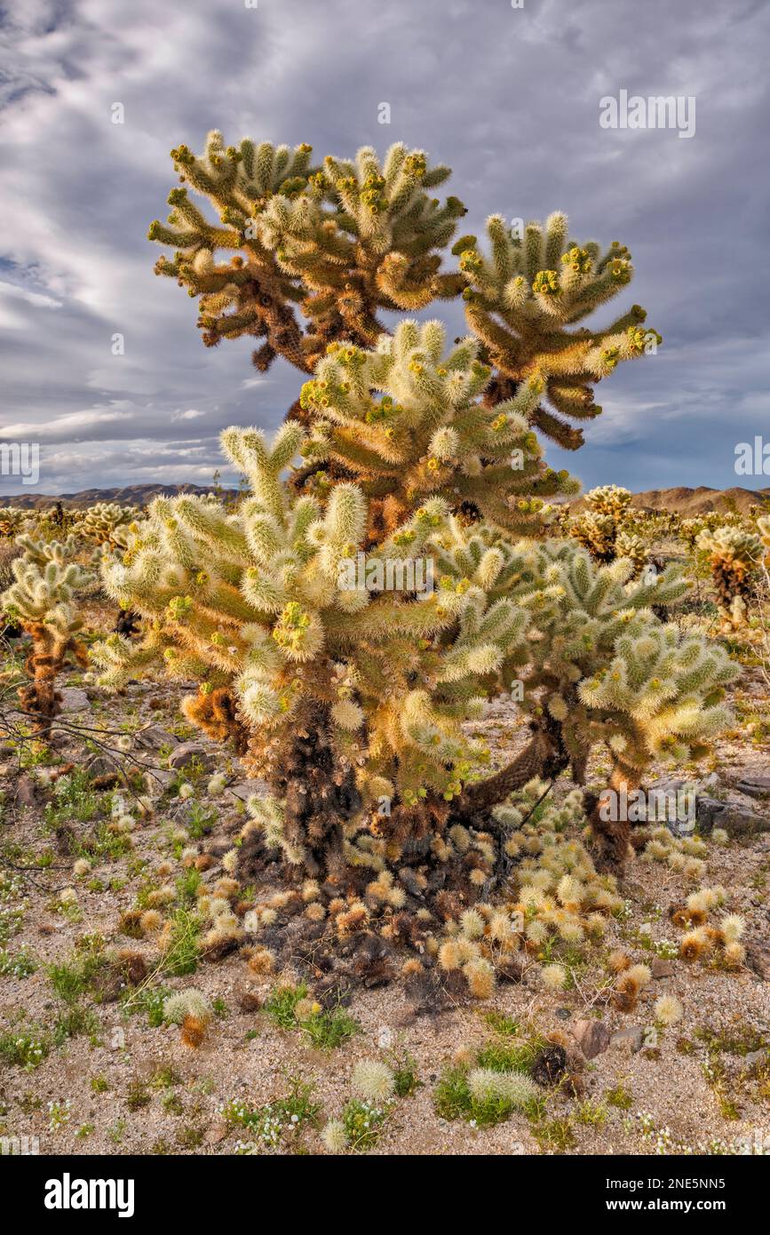 Teddybear Cholla Cacti im Cholla Cactus Garden, Pinto Basin, Colorado Desert, Joshua Tree National Park, Kalifornien, USA Stockfoto