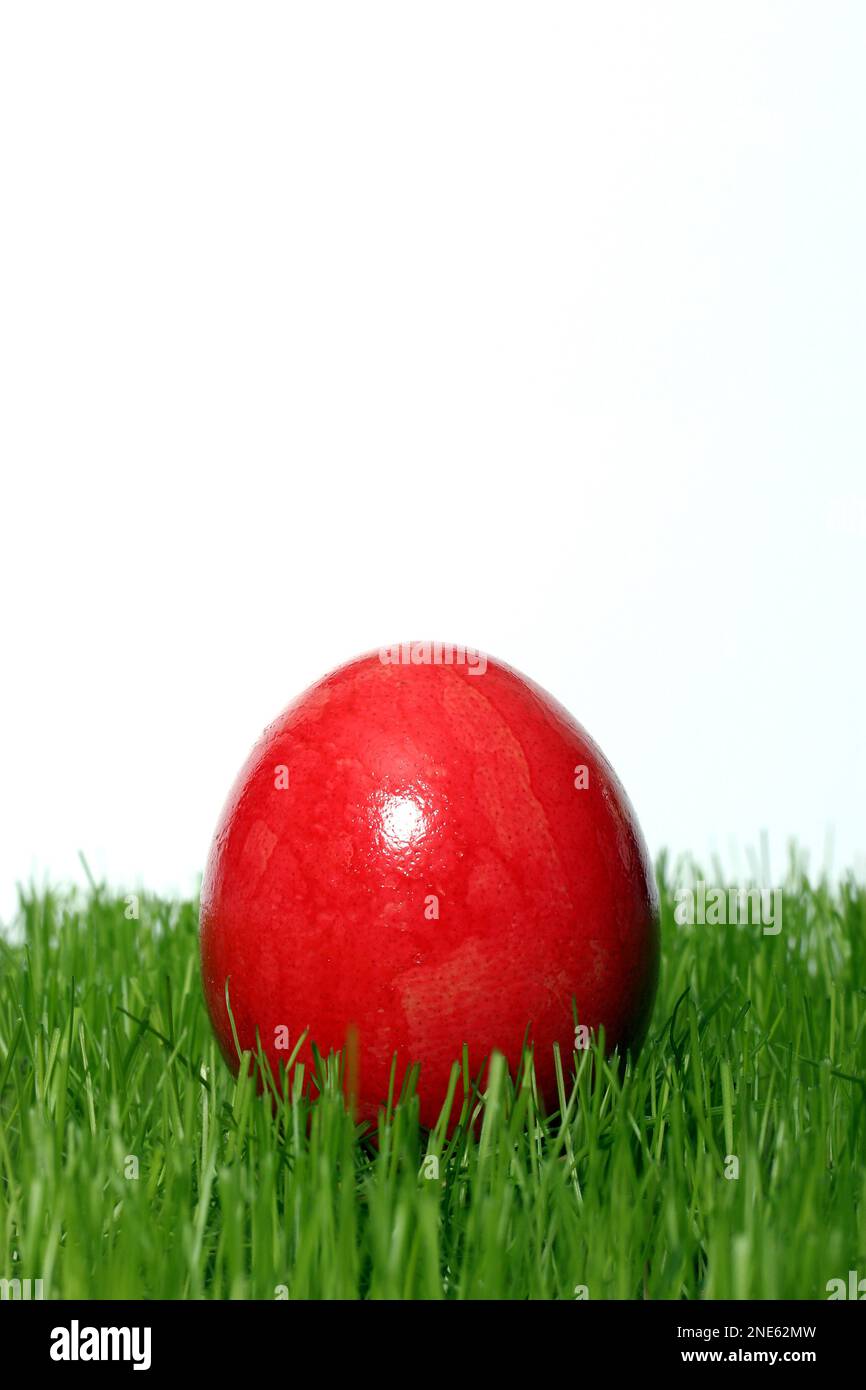 Rot gefärbtes Osterei in frischem Gras Stockfoto