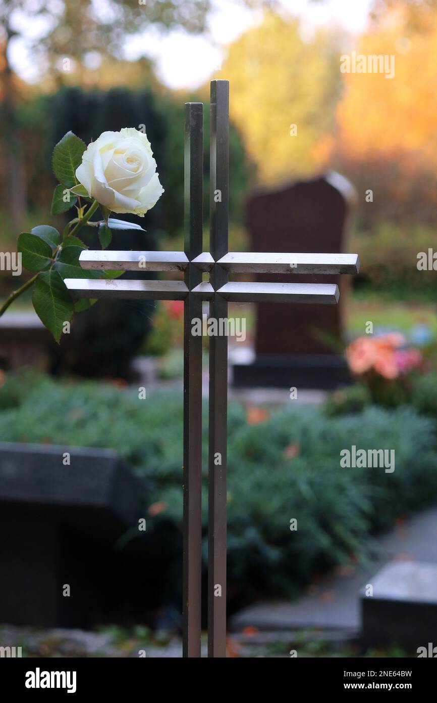 Weiße Rose auf einem Grabkreuz zum Gedenken an den Verstorbenen Stockfoto