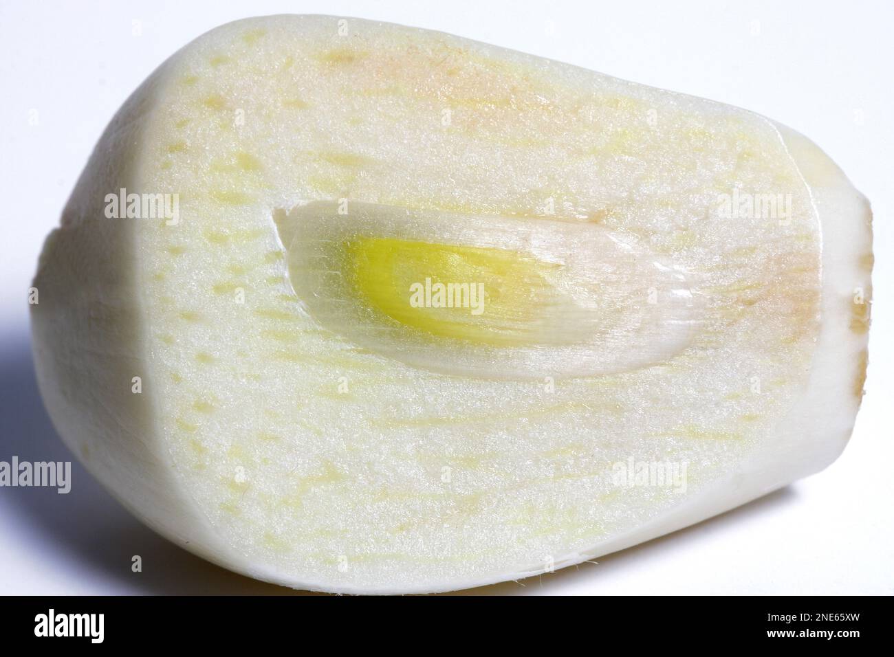 Knoblauch (Allium sativum), Knoblauchzehe, Ausschnitt Stockfoto