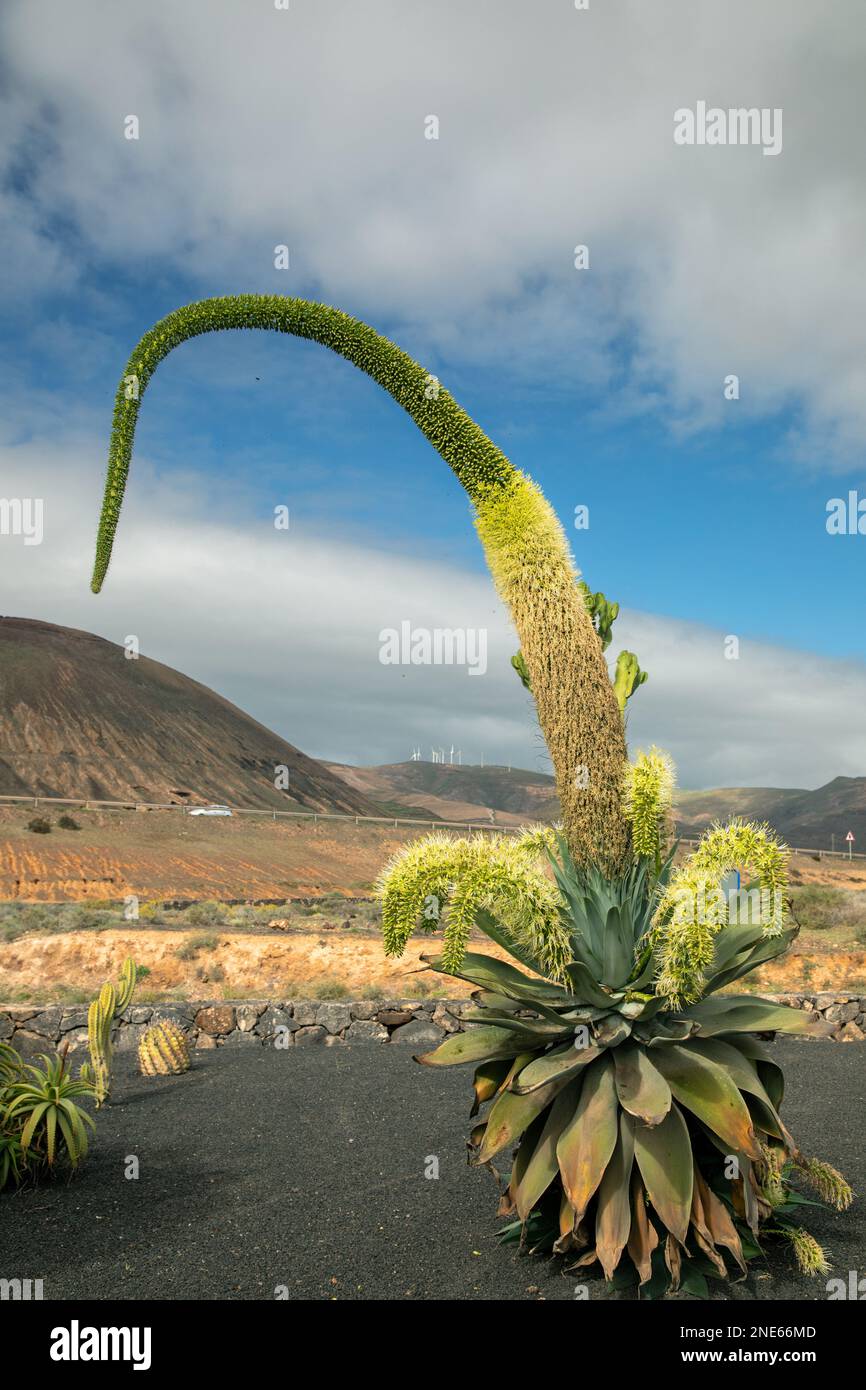 Fuchsschwanz-Agarbe, rückgratlose Century-Pflanze (Agave attenuata), blühend, Kanarische Inseln, Lanzarote,    E 20221215 J3A1306 Martin Woike Stockfoto