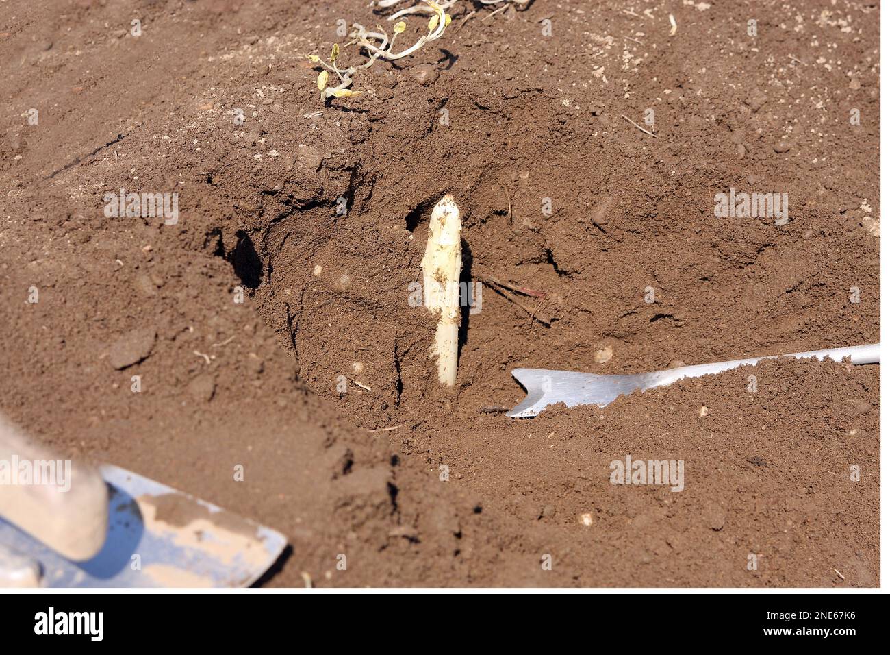 Spargel, Spargel, Spargel, Spargel (Spargel), weißer Spargel im Boden vor der Ernte, Deutschland Stockfoto