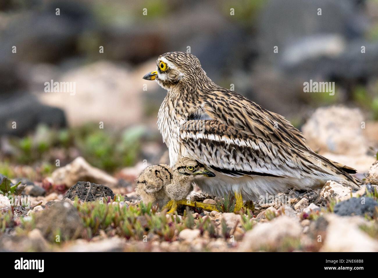 Steinkurbel (Burhinus oedicnemus), in der Halbwüste, Kanarische Inseln, Lanzarote, Guatiza Stockfoto