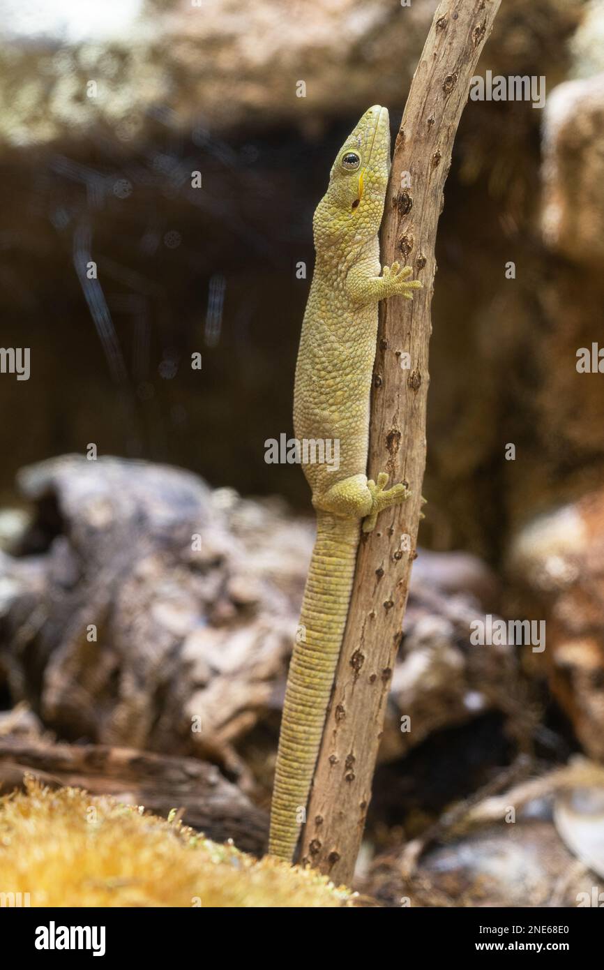 Bauers Chameleon Gecko (Eurydactylodes agricolae) Stockfoto