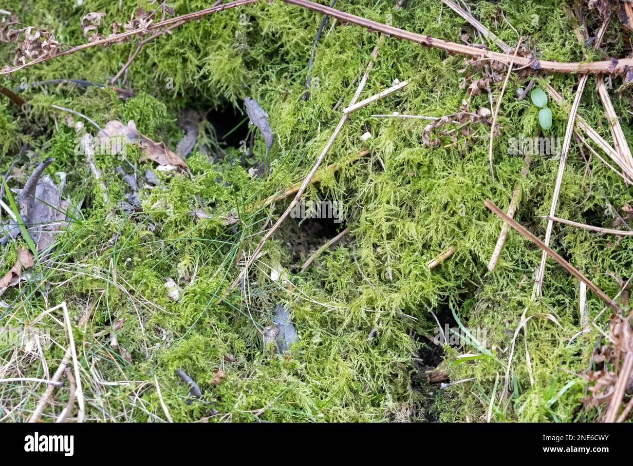 Drei Nagetierlöcher, möglicherweise der Lebensraum für Mäuse oder Wühlmäuse in einer mossigen Bank, Großbritannien Stockfoto
