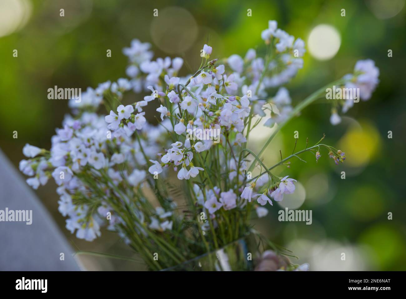 Wiesen-Schaumkraut-Ernte, Ernte, Kräuterernte, Kräuter sammeln, Wiesen-Schaumkraut, Wiesenschaumkraut, Schaumkraut, Cardamine pratensis, Kuckuckblume Stockfoto