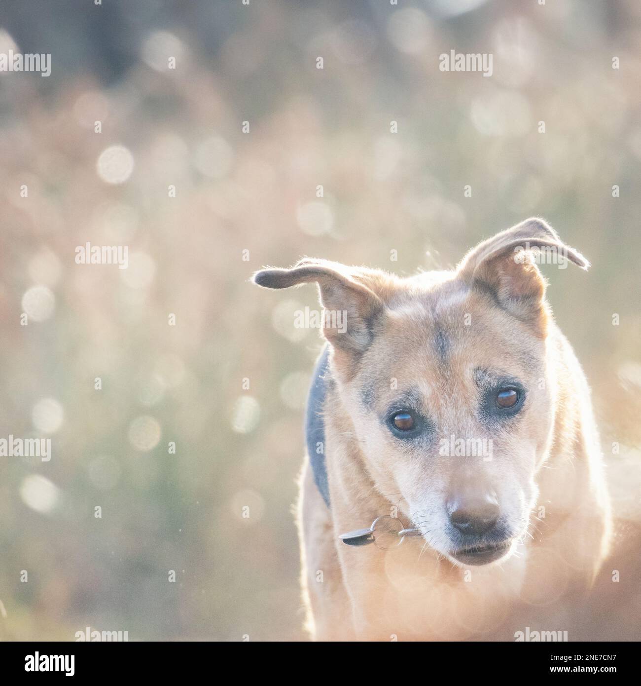 Alter Seniorhund mit grauem Maulkorb bei guter Gesundheit, der an einem sonnigen Tag mit hübschem Bokeh-Hintergrund glücklich auf dem Moor läuft, Großbritannien Stockfoto