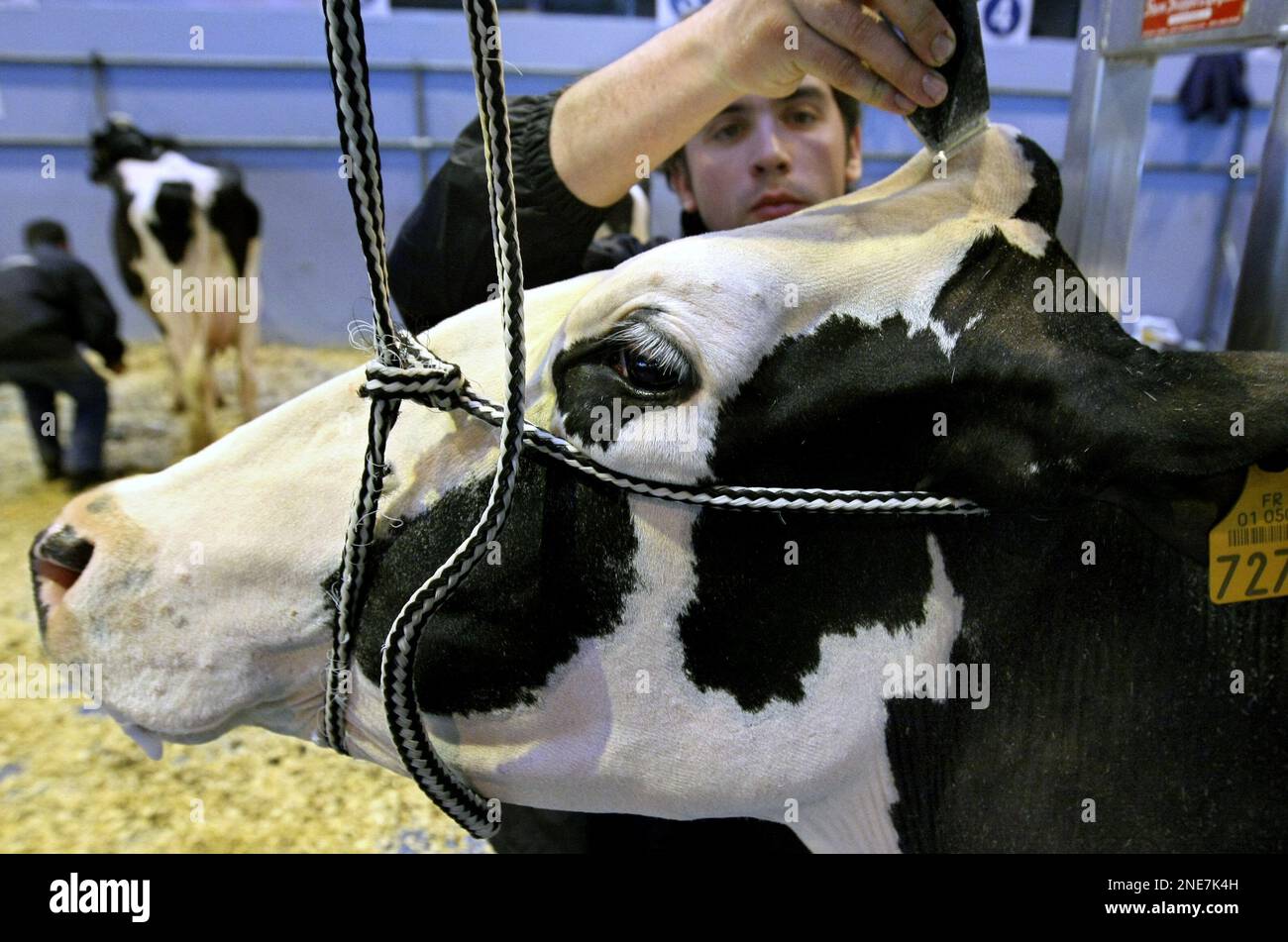 French farmers prepare their cow on the eve of the public opening of the 47th Agriculture Fair Saturday Feb 27, 2010 in Paris. The farm show will run from February 27 to March 7. (AP Photo/Jacques Brinon) Stockfoto