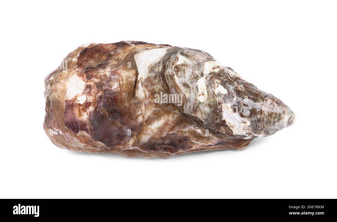 Frische, rohe, geschlossene Auster, auf weiß isoliert Stockfoto