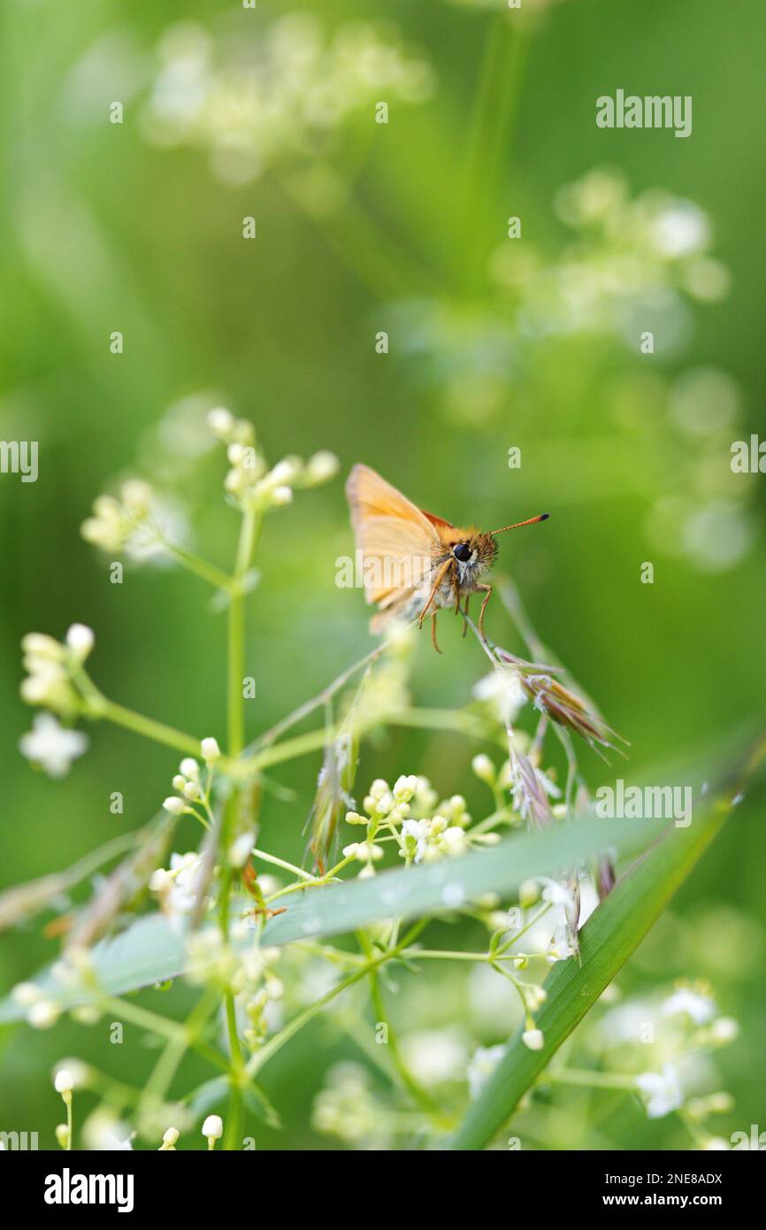Ein vertikales Bild eines kleinen Skipper-Schmetterlings, der auf einem Feld fliegt Stockfoto