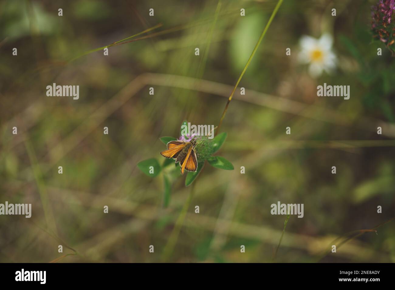 Eine schöne Aufnahme eines kleinen Skipper-Schmetterlings auf einer wilden Feldpflanze Stockfoto