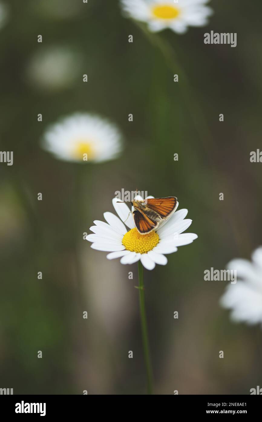 Ein vertikales Bild eines kleinen Skipper-Schmetterlings auf einer Gänseblümchen Stockfoto