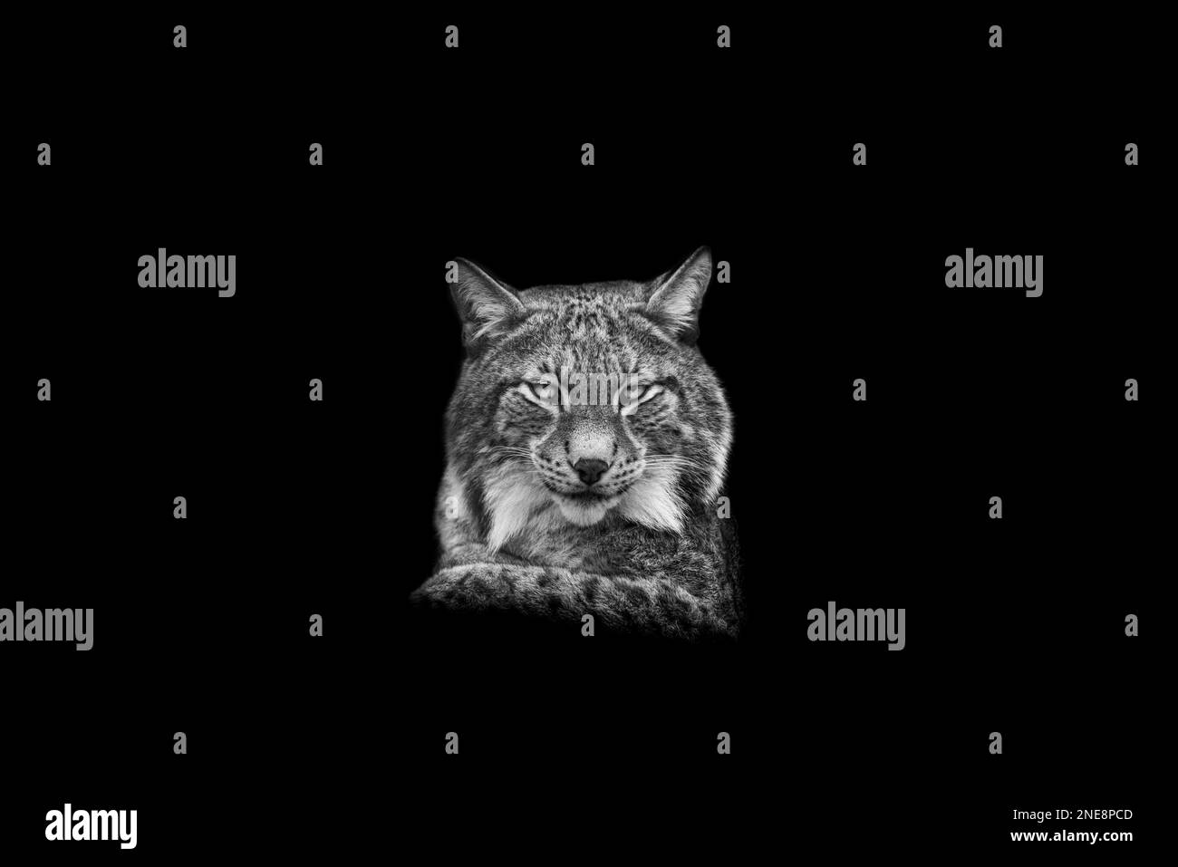 Porträt eines Luchses mit schwarzem Hintergrund Stockfoto