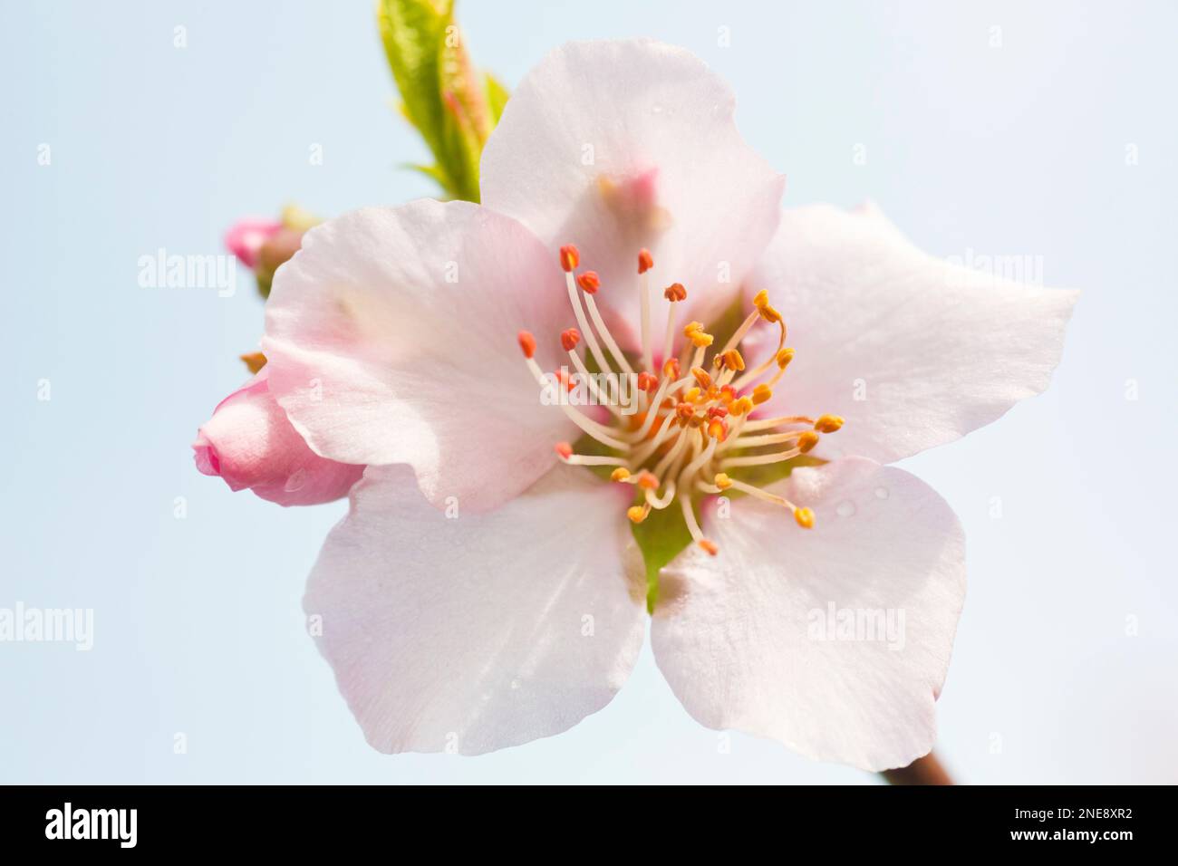 Extreme Nahaufnahme von rosa Mandelblüten vor blauem Himmel - selektiver Fokus Stockfoto