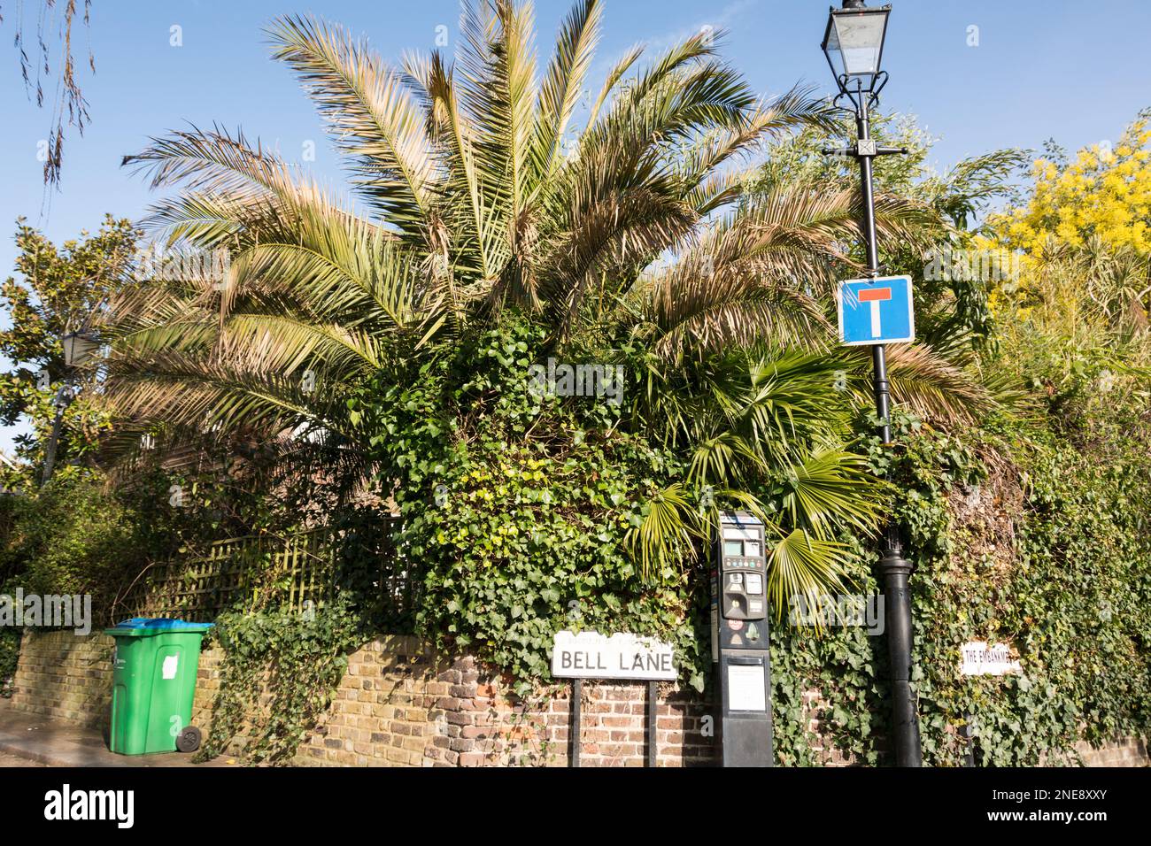 Tropische Palmen auf der Bell Lane, Twickenham, TW1, London, England, UK Stockfoto