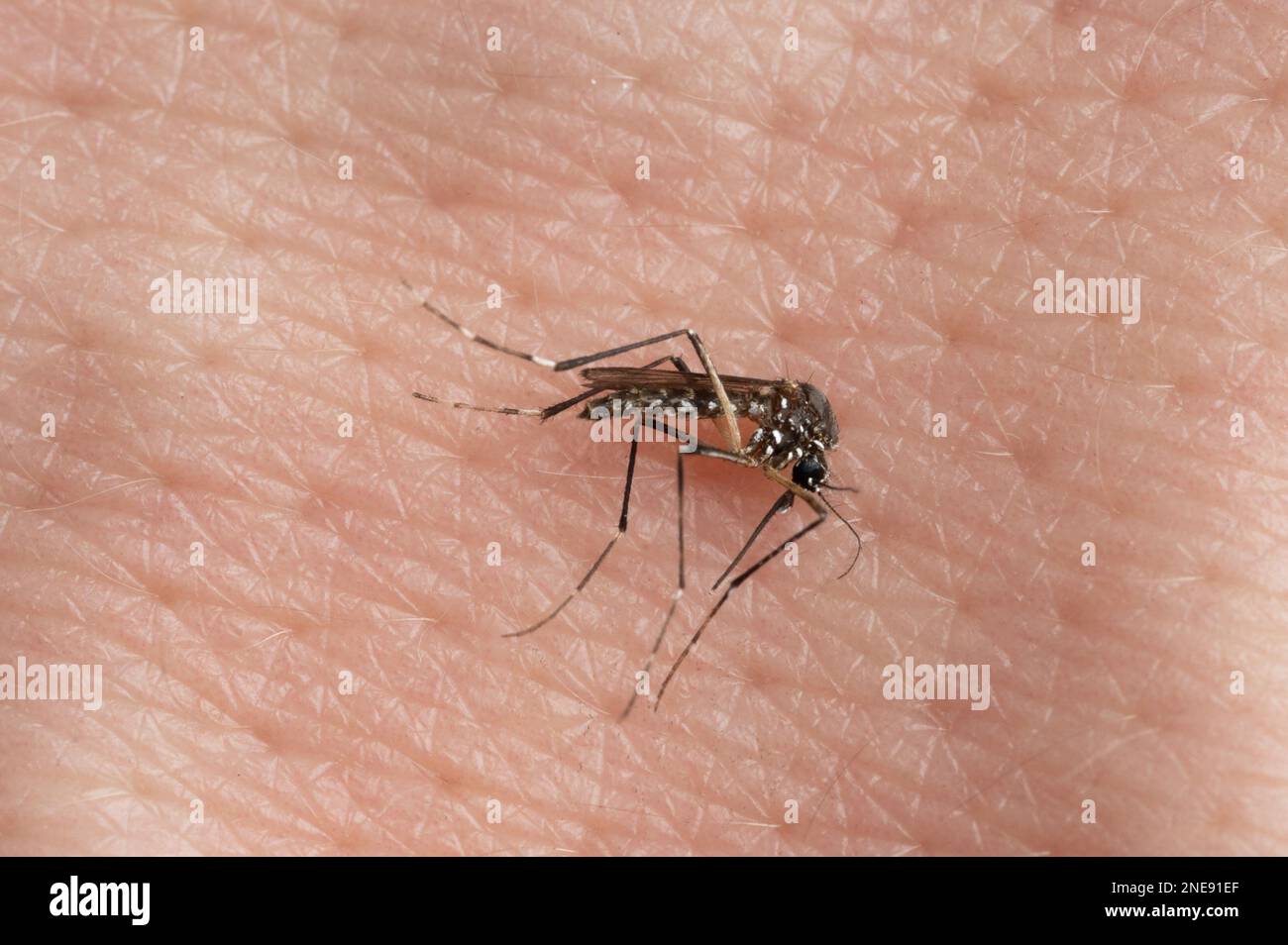 Malaria-Mücke auf menschlicher Haut-Hintergrund-Makro-Nahaufnahme Stockfoto