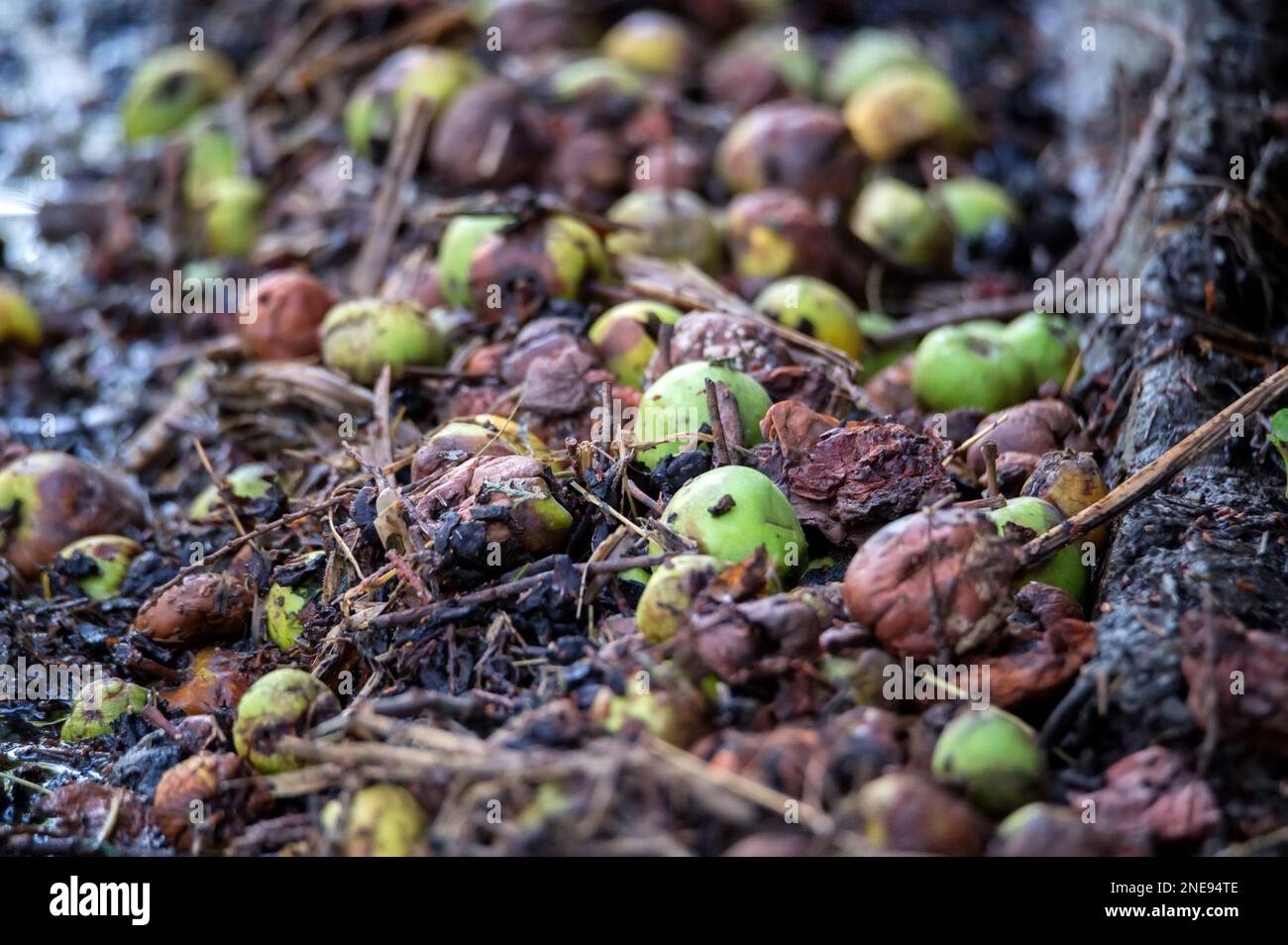 Blick auf heruntergefallene grüne Äpfel auf dem Obstboden, Nahaufnahme Foto. Verrottete Äpfel auf dem Boden. Stockfoto