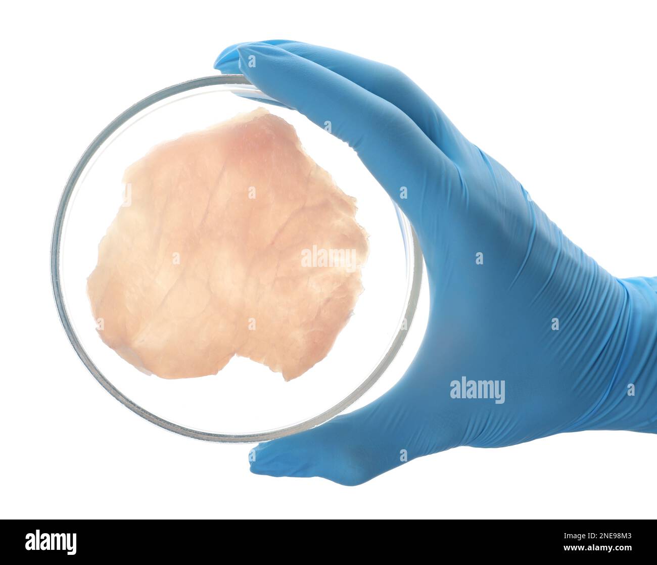 Wissenschaftler, der Petrischale mit rohem Zuchtfleisch auf weißem Hintergrund hält, Draufsicht Stockfoto