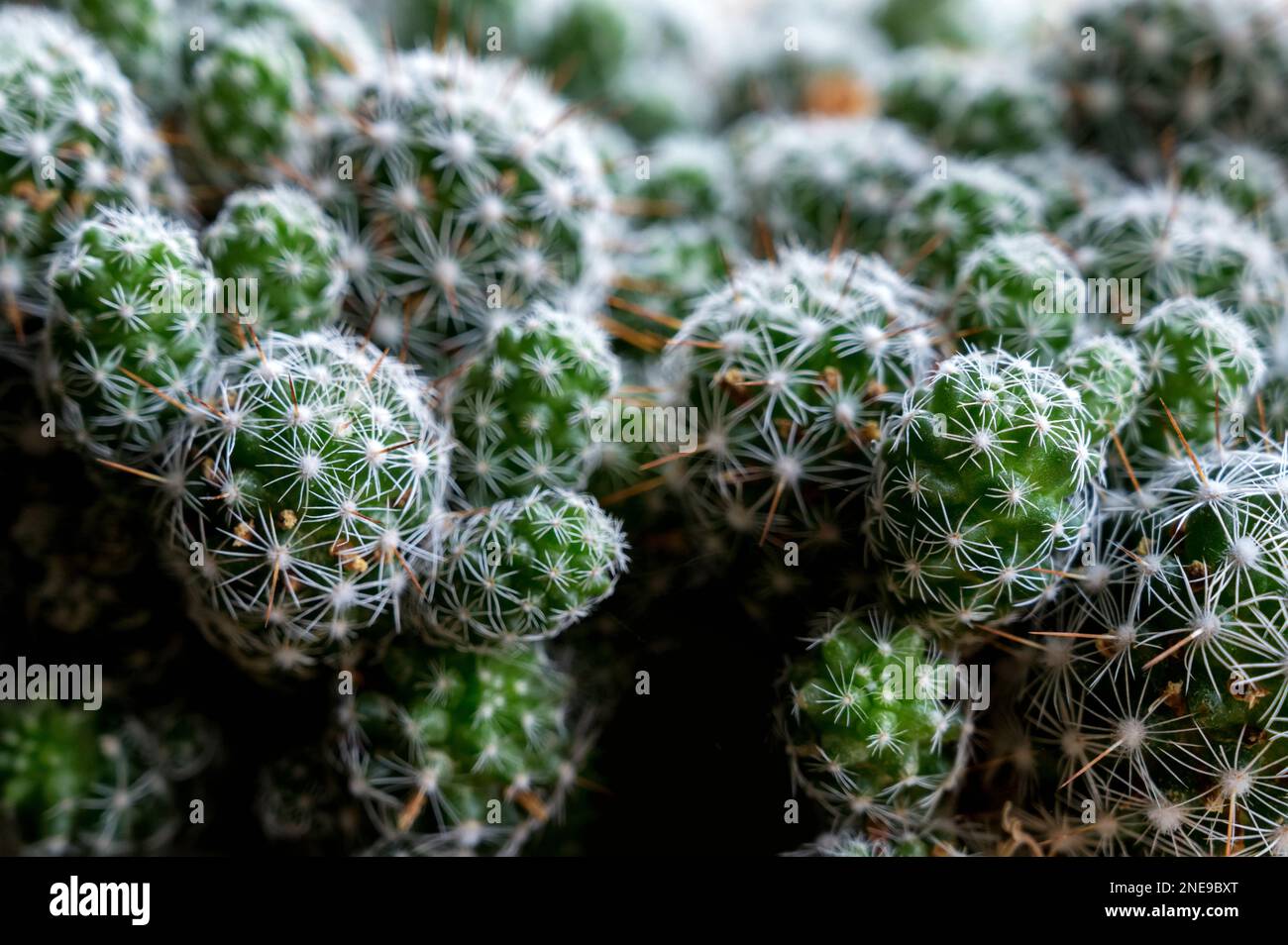 Blick auf Mammillaria oder Kissen-Kaktus. Deset-Pflanze, Nahaufnahme. Nahaufnahme Mammillaria gracilis mit Blume, Wüstenpflanze mit Blume. Stockfoto