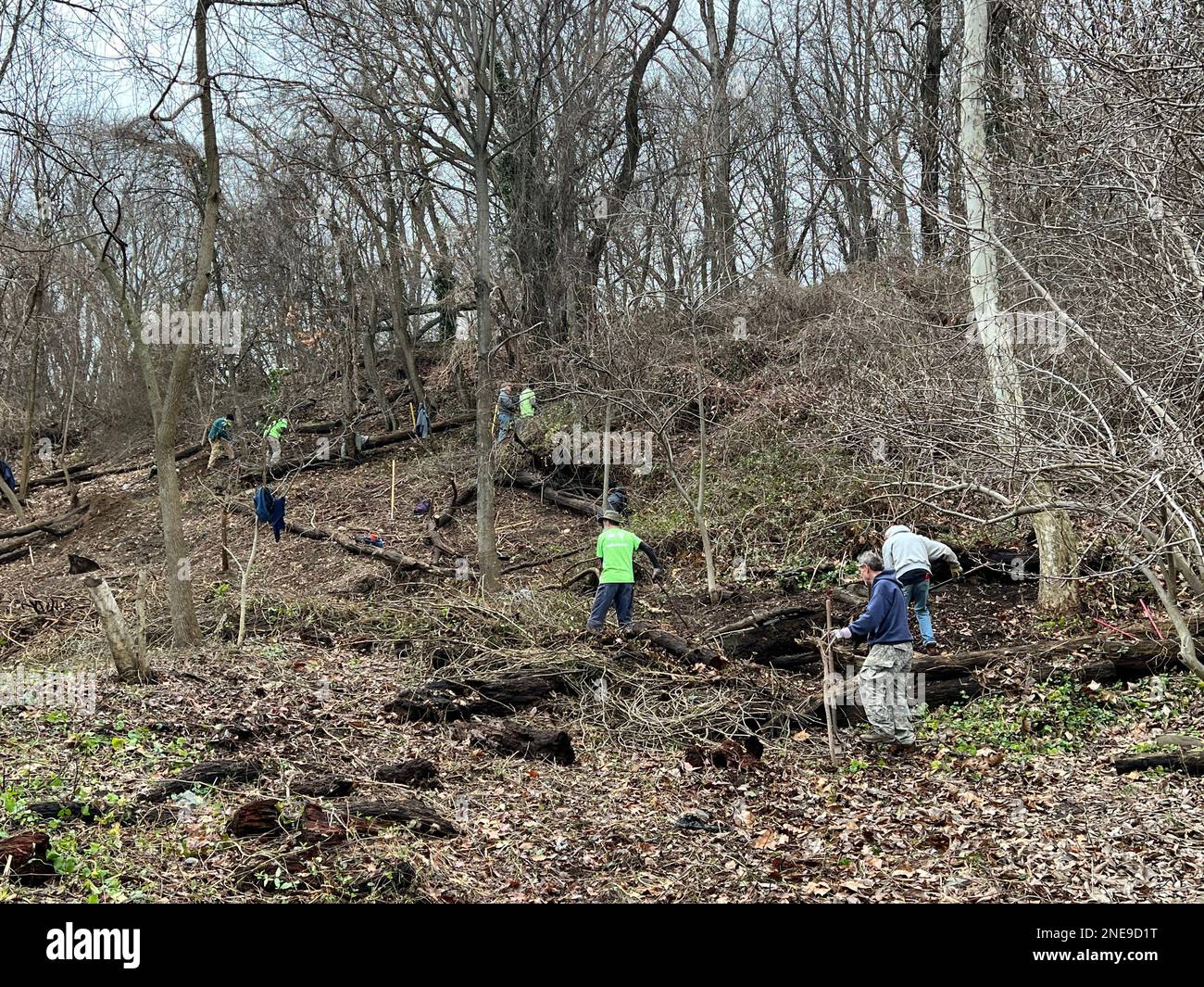 Freiwillige der Prospect Park Alliance pflegen einen der Hügel, um die Erosion im Wald zu bekämpfen, wie der Prospect Park in Brooklyn New York. Stockfoto