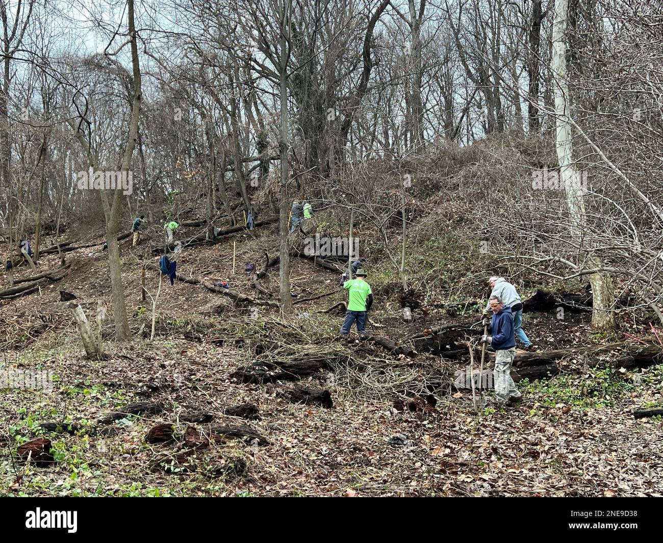 Freiwillige der Prospect Park Alliance pflegen einen der Hügel, um die Erosion im Wald zu bekämpfen, wie der Prospect Park in Brooklyn New York. Stockfoto