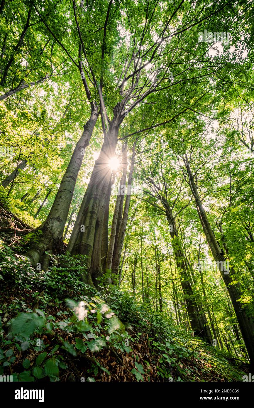 Sonnenstrahlen und Laubwälder im Frühling. Die Sonnenstrahlen scheinen durch grüne Buchenbäume. Begriffliches Fotoleben, Energie und Natur. Ojcow-Nationalpark, Polan Stockfoto
