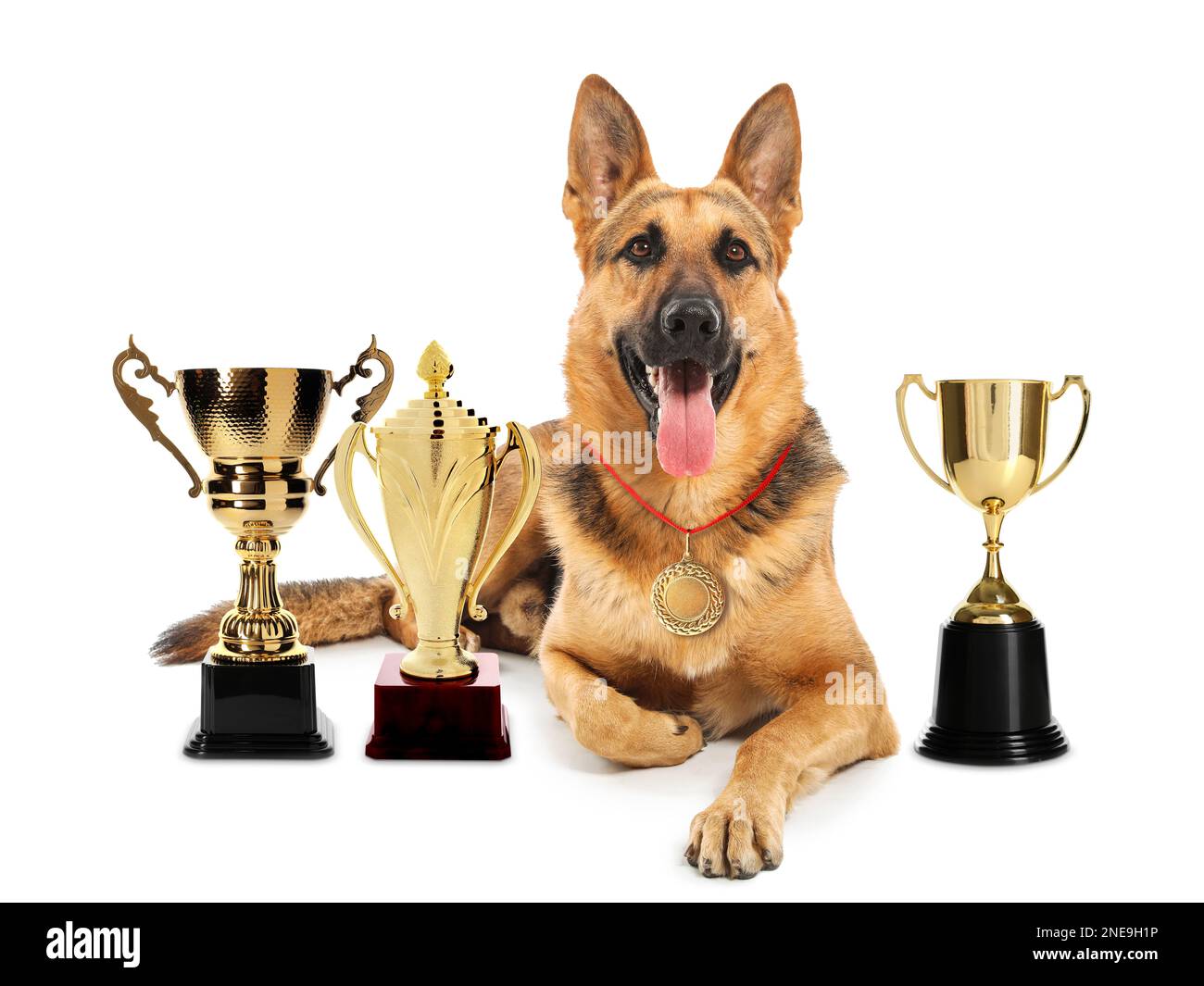 Süßer deutscher Hirtenhund mit Goldmedaille und Trophäenbechern auf weißem Hintergrund Stockfoto