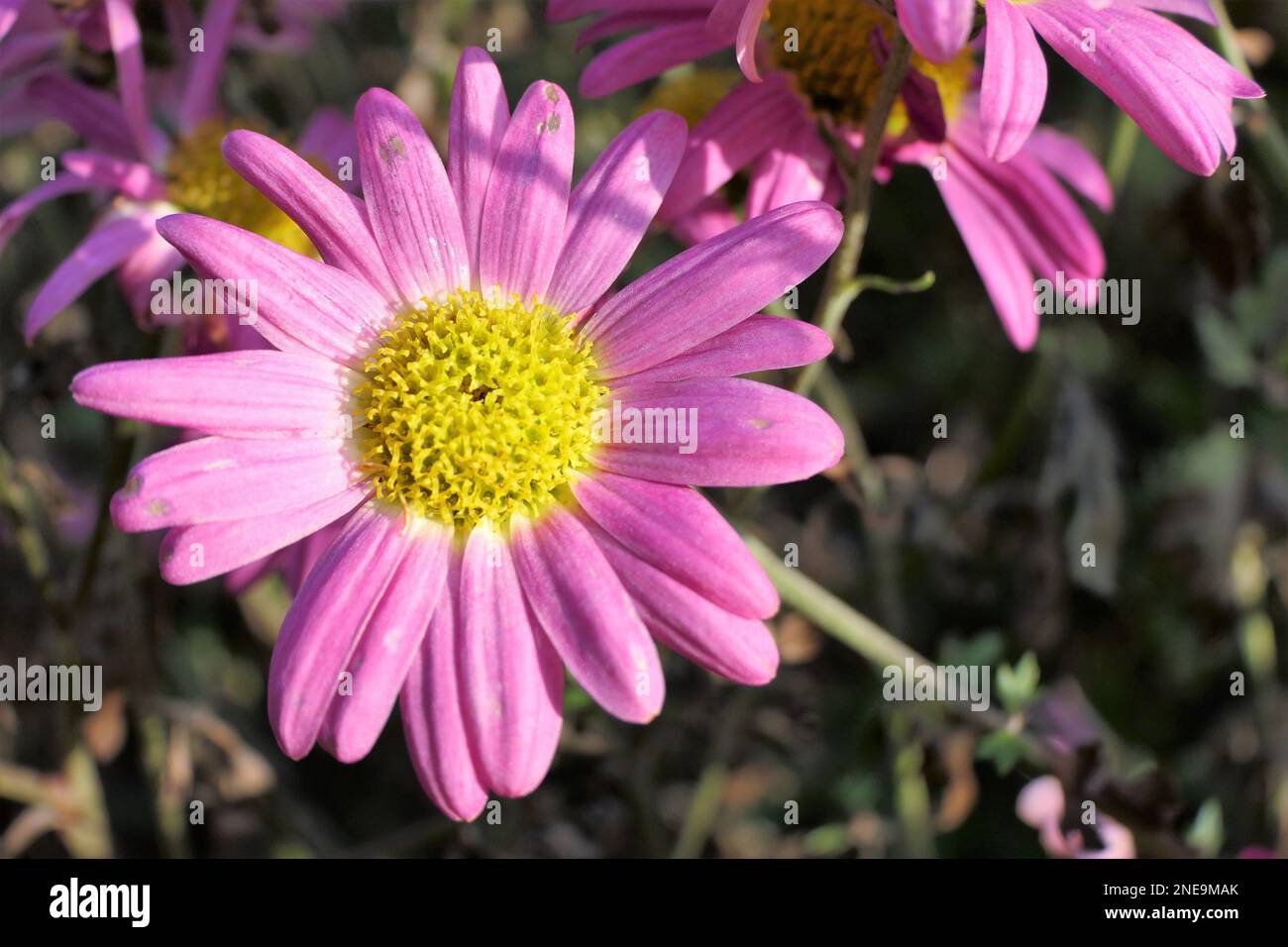 Hüttengärten Stockfoto