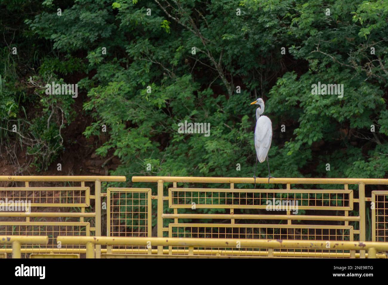 Großer Egret (Ardea alba), der auf einem gelben Geländer steht und nach Beute in der Wildnis Ausschau hält Stockfoto