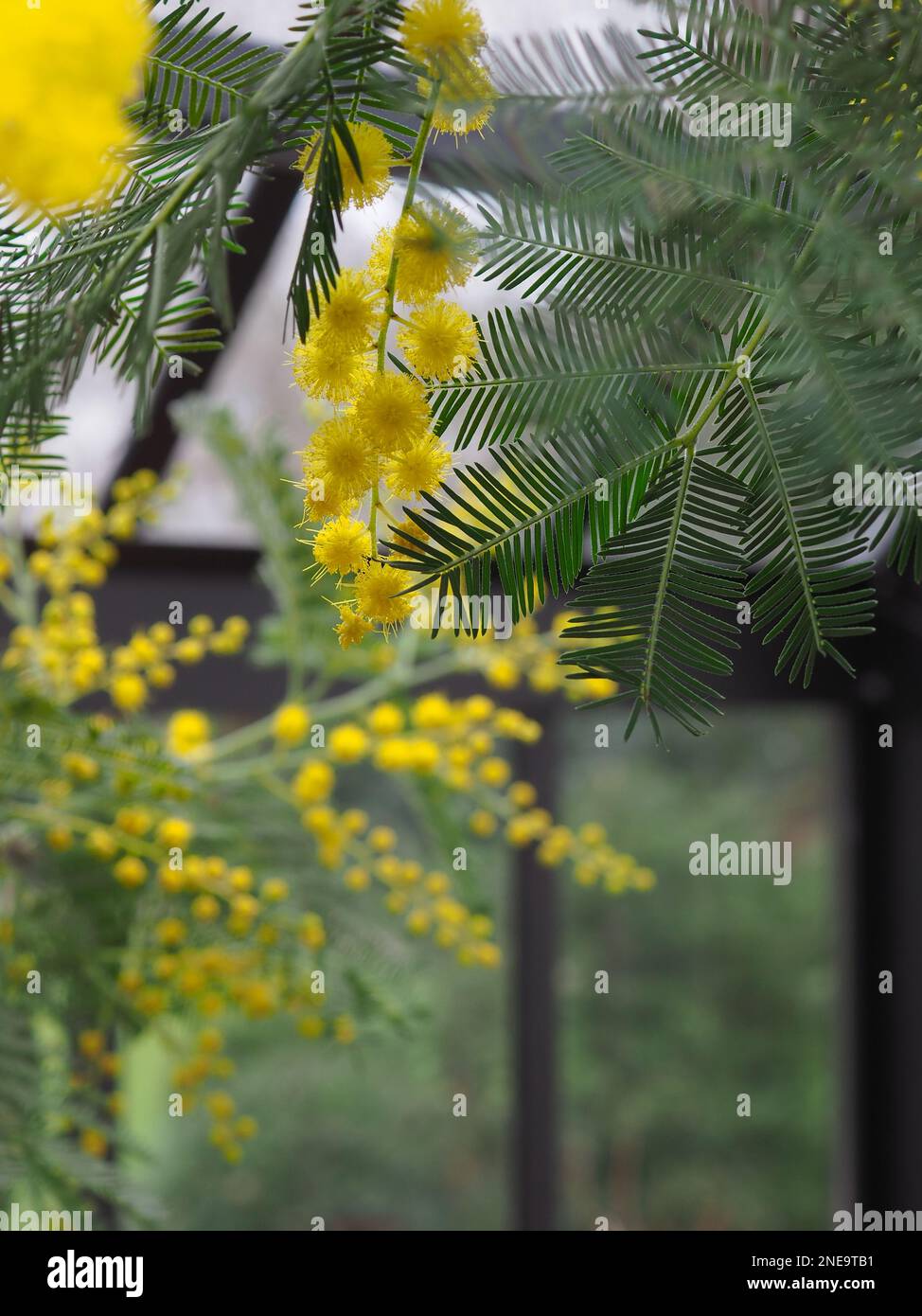 Nahaufnahme von hinterleuchteten gelben Mimosenblumen und Laub in einem britischen Gewächshaus im Winter (Acacia dealbata) Stockfoto