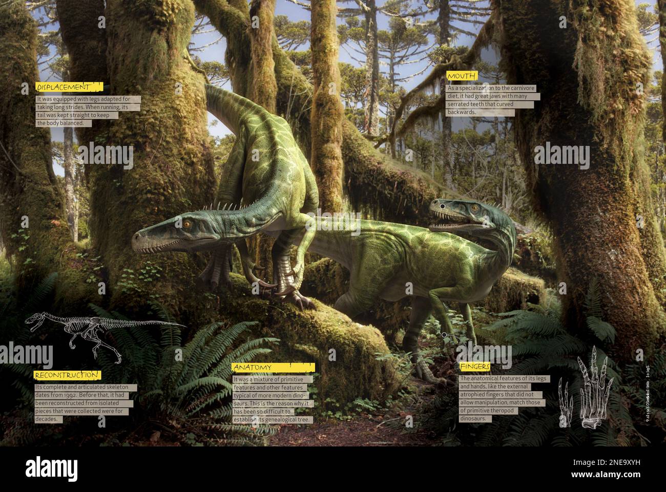 Infografiken, die einige der physischen Merkmale des Herrerasaurus zeigen, einem fleischfressenden Dinosaurier aus der Triassezeit. [QuarkXPress (.qxp); 4842x3248]. Stockfoto