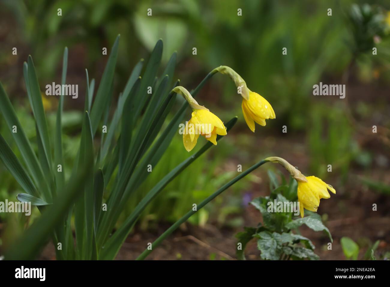 Wunderschöne blühende Narzissen im Freien am Frühlingstag Stockfoto